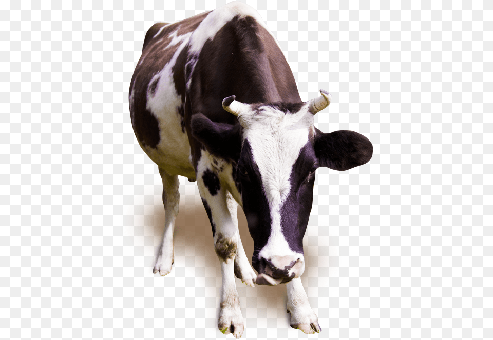 Milk Cow Cow Running, Animal, Cattle, Livestock, Mammal Free Png