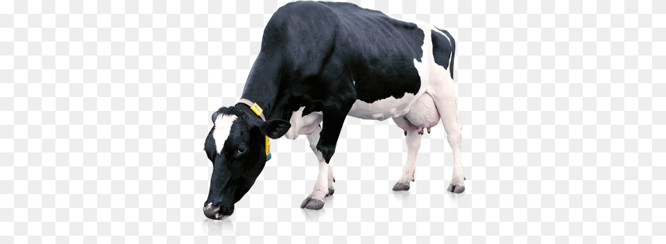 Milk Cow Cow With Milk, Animal, Cattle, Dairy Cow, Livestock Free Transparent Png