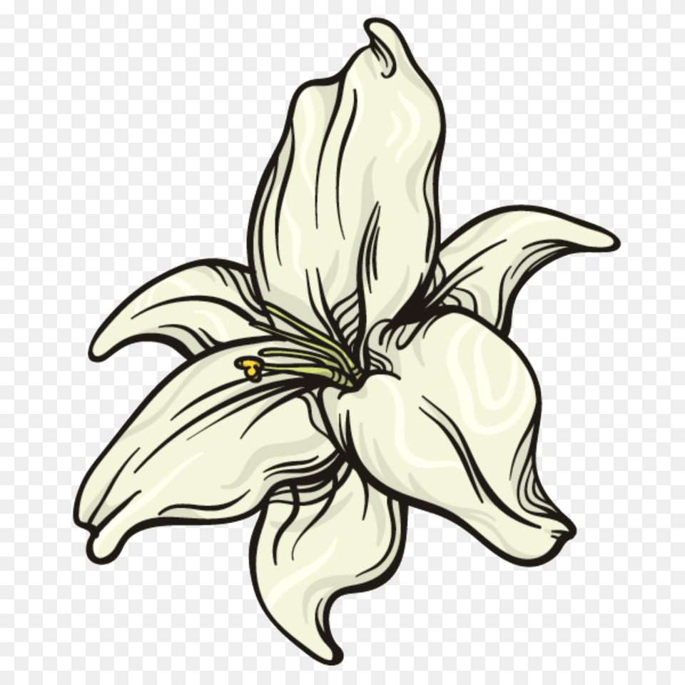 Milk Flower Transparent Vector, Plant, Lily Free Png Download