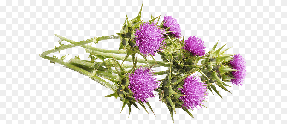 Milk Thistle Chardon Marie, Flower, Plant, Aircraft, Airplane Png Image