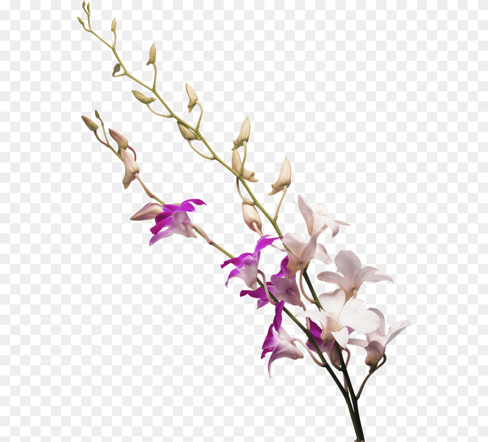 Milk White Flower Transprent Today I Will Not Die Book, Plant, Orchid, Flower Arrangement, Gladiolus Png Image