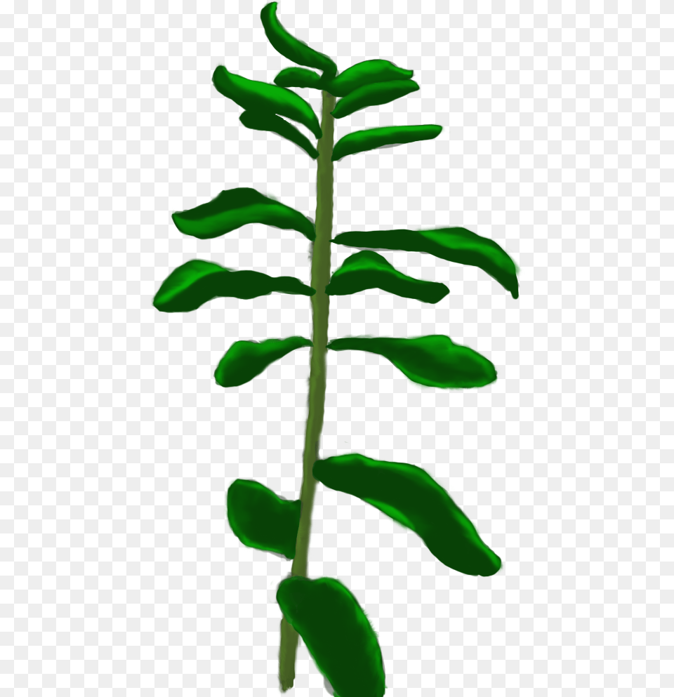Milkweed Tree, Green, Leaf, Plant, Potted Plant Png Image