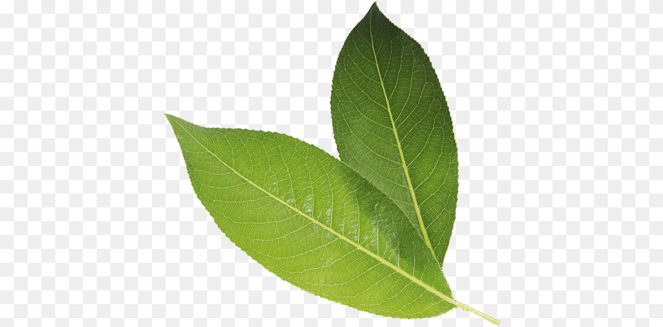 Millenia Green Tea Is One Of The Least Processed Types White Walnut, Leaf, Plant, Tree Free Transparent Png
