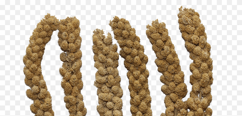 Millet Rope Free Transparent Png