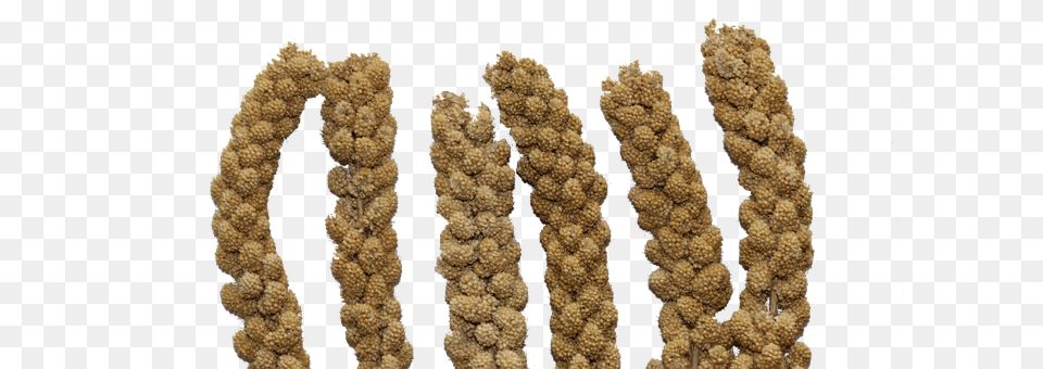 Millet Rope, Animal, Bear, Mammal Png