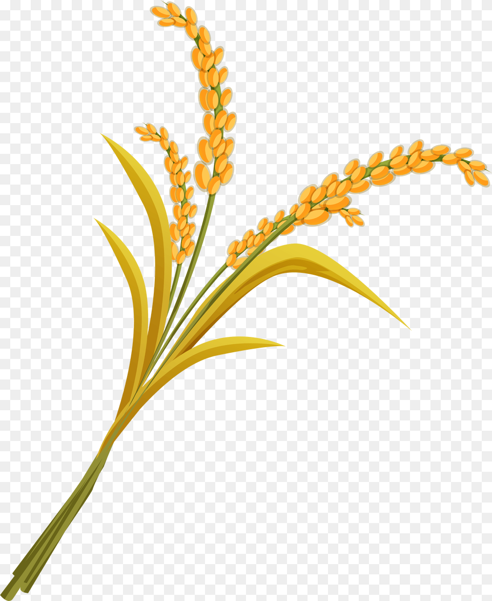 Millet Plant, Grass, Food, Grain, Produce Free Png