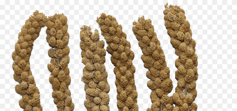 Millet Spray Bird Seed Natural Cereal Millet Spray, Rope Png