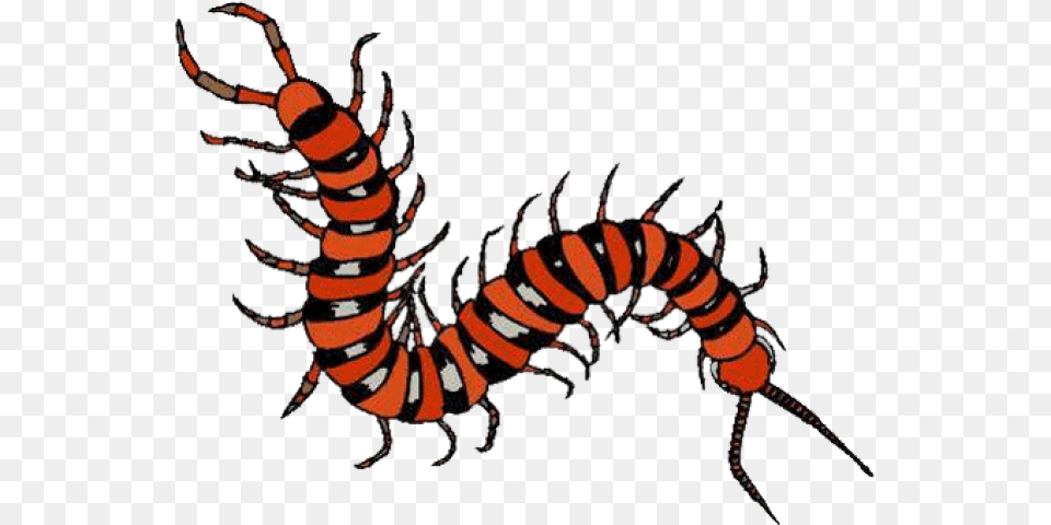 Millipede Clipart Tennessee, Animal, Insect, Invertebrate, Electronics Free Transparent Png