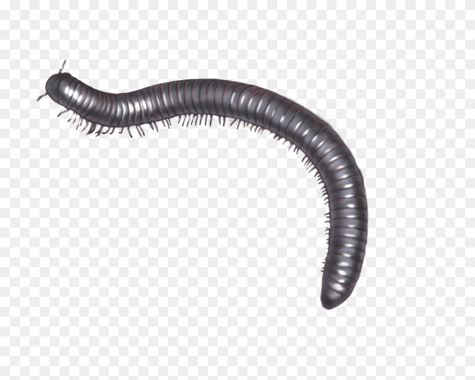 Millipede Illustration, Animal, Insect, Invertebrate, Worm Free Png