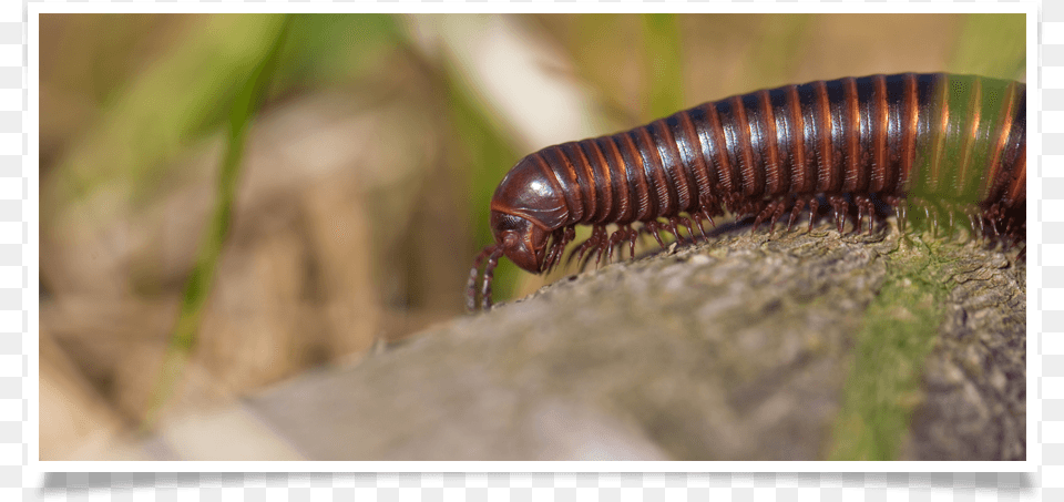 Millipedes, Animal, Insect, Invertebrate, Worm Free Png