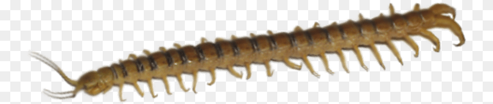 Millipedes, Animal, Insect, Invertebrate, Worm Png