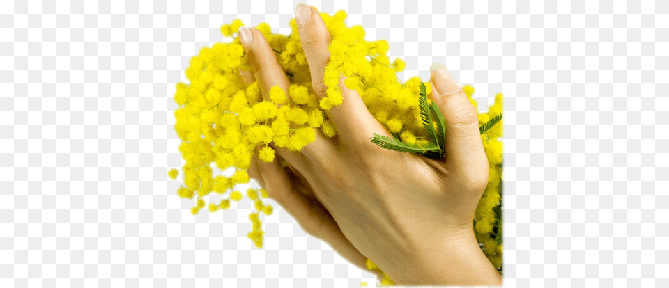 Mimosa International Women39s Day, Flower, Plant, Baby, Person Free Png Download