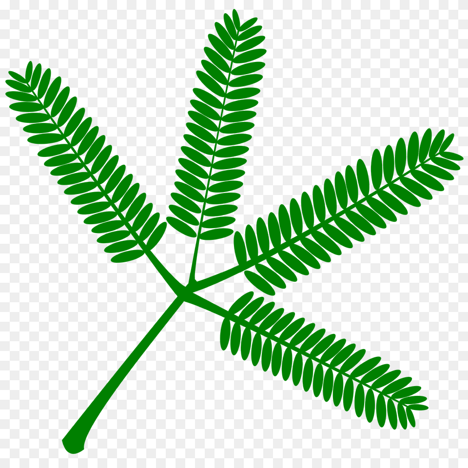 Mimosa Leaf Clipart, Flower, Plant Free Png