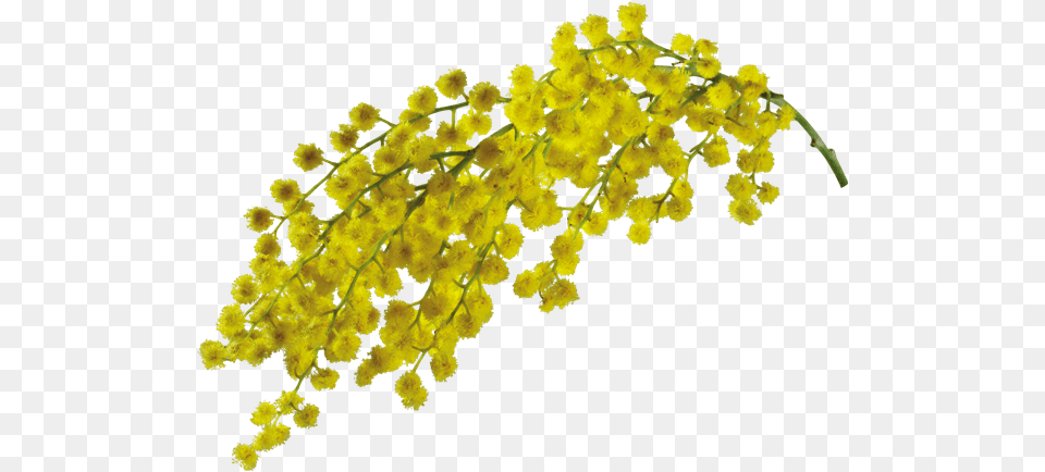 Mimosa Mimosa Flower, Plant Free Png Download