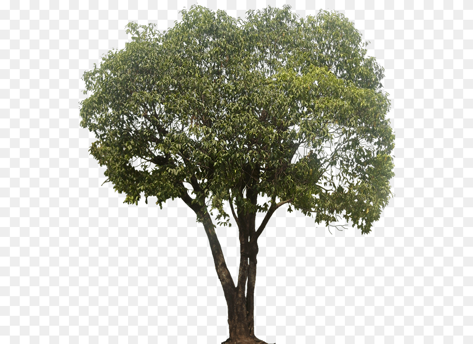 Mimusops Elengi Tree, Plant, Tree Trunk, Oak, Sycamore Free Png Download