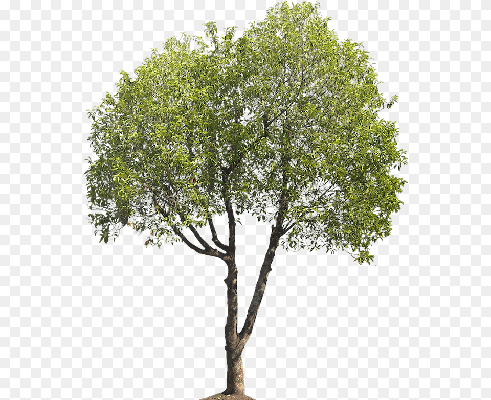 Mimusops Elengi Tree For Architect, Oak, Plant, Sycamore, Tree Trunk Free Transparent Png