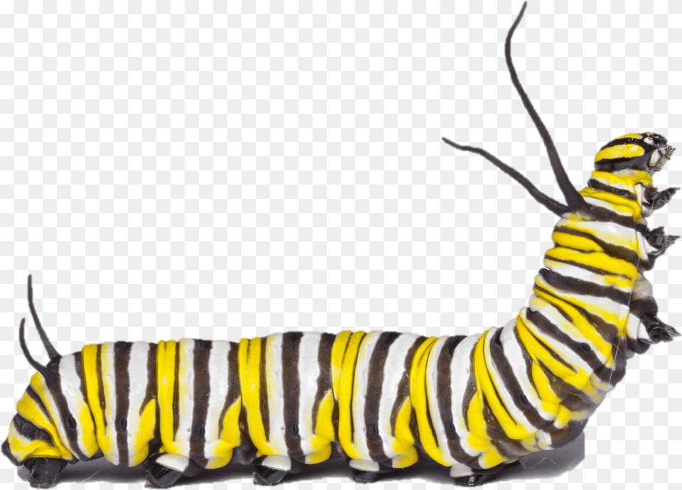 Min Monarch Caterpillar, Animal, Invertebrate, Worm, Food Png Image