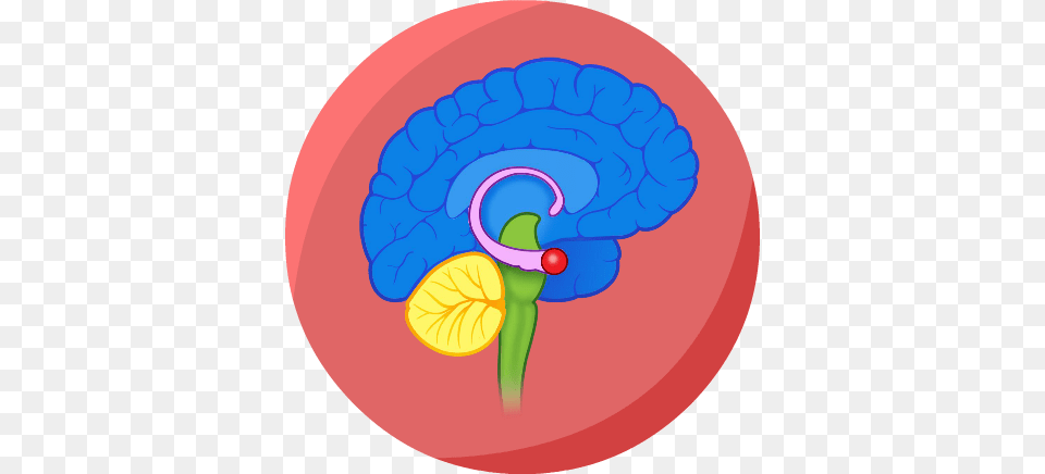Mind Clipart Brain Thinking, Toy, Rattle, Flower, Plant Png Image