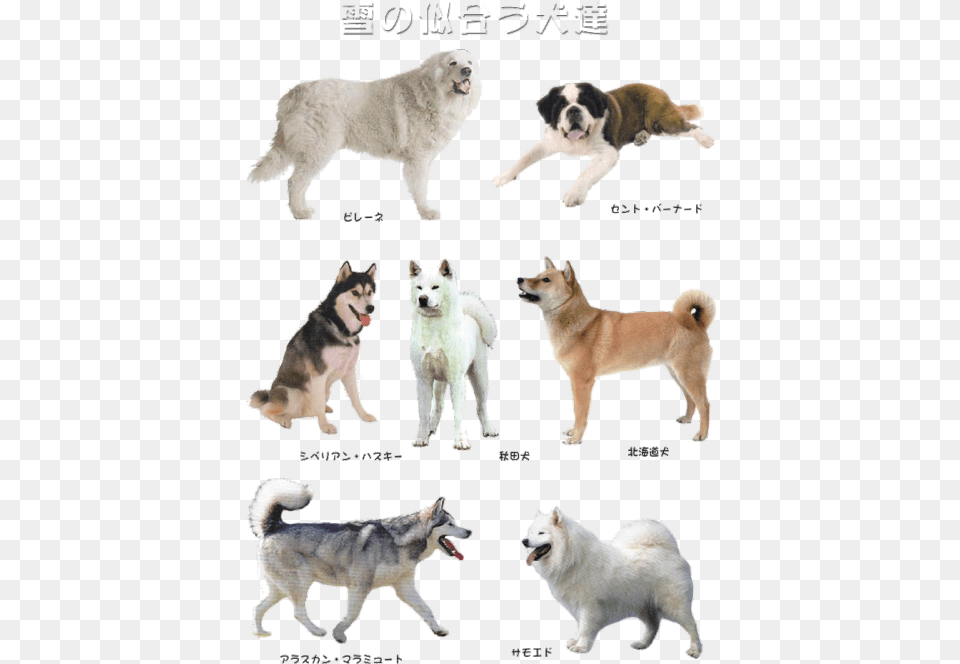 Mine Dogs Pups Doge Canadian Eskimo Dog, Animal, Canine, Husky, Mammal Free Transparent Png