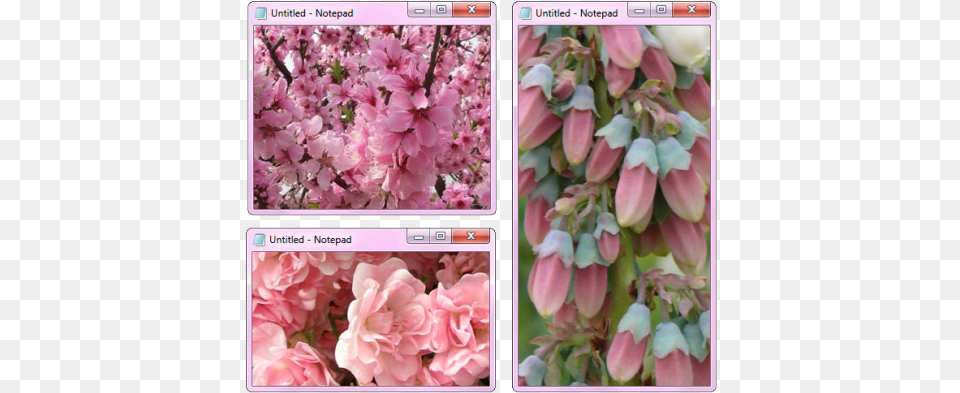Mine Flower Flowers Pink Nature Pastel Blossom Cherry Blossom, Art, Collage, Petal, Plant Free Transparent Png