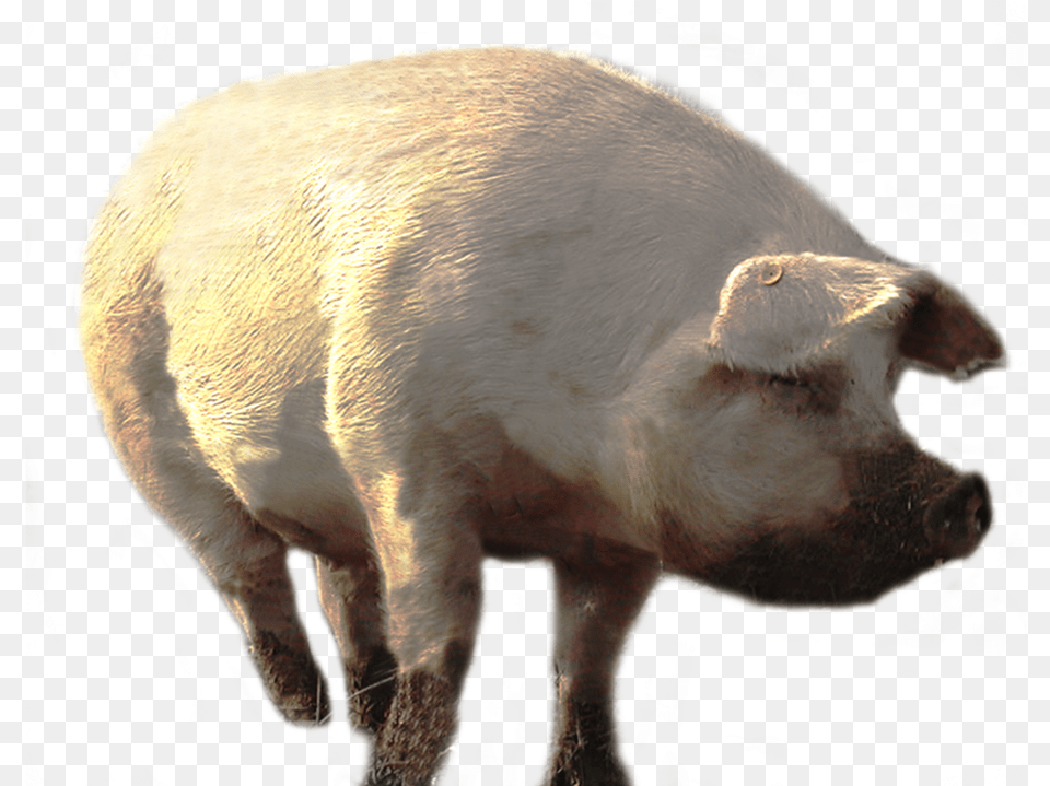 Minecraft Sticker Portable Network Graphics, Animal, Boar, Hog, Mammal Png Image