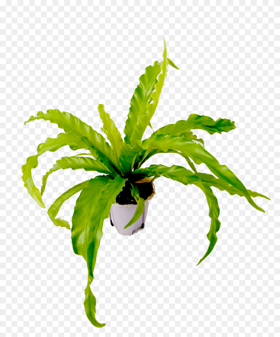 Mini Bird Nest Fern, Leaf, Plant, Potted Plant Png Image