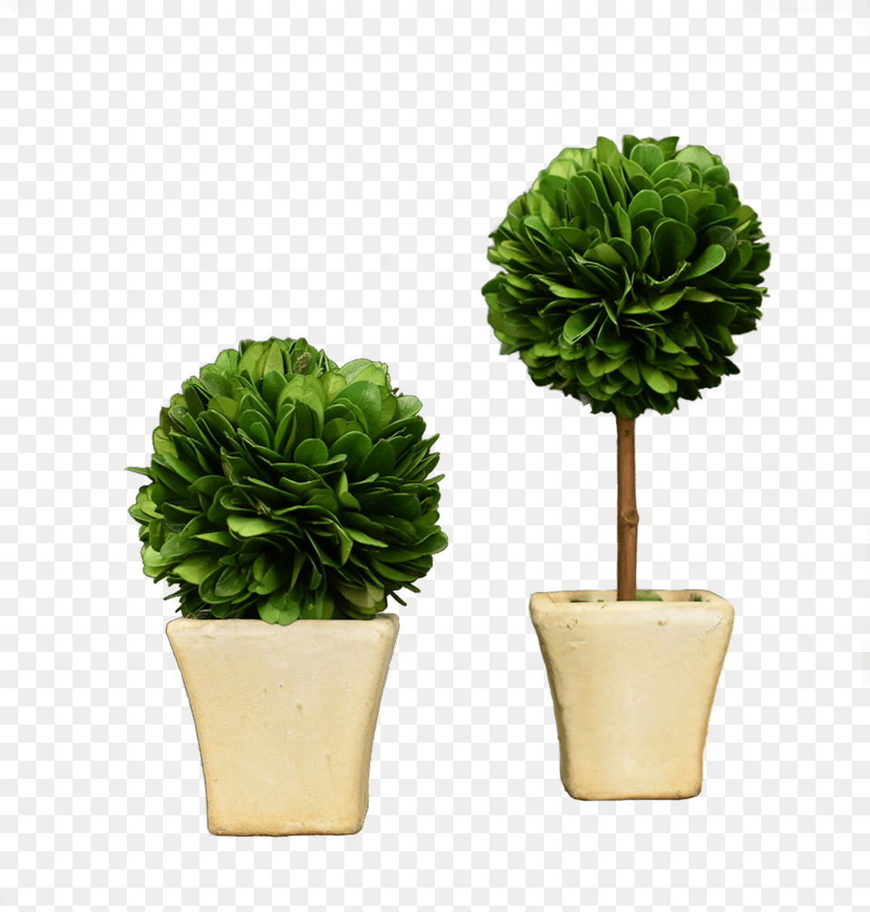 Mini Boxwood 2pc Set Flower Pot Transparent Background, Plant, Leaf, Potted Plant, Tree Png