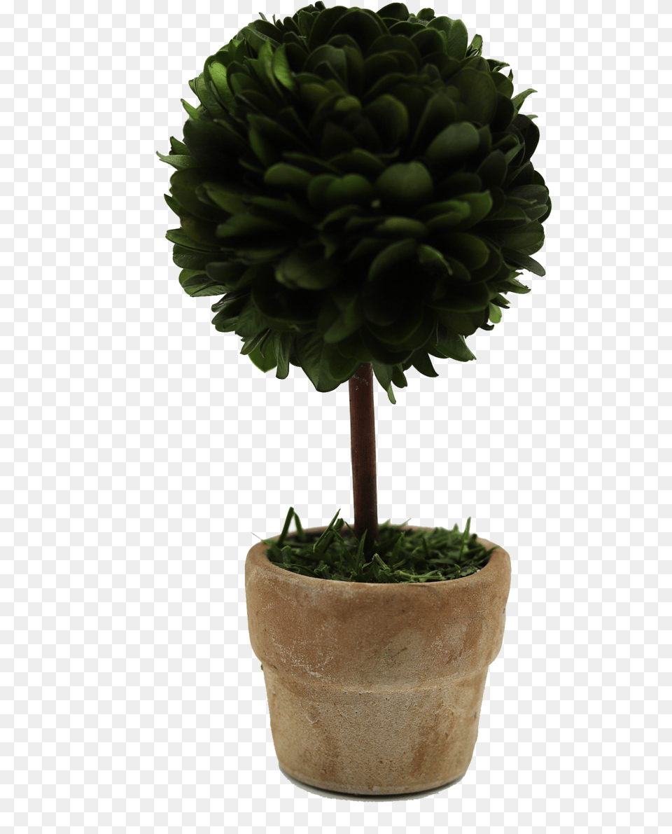 Mini Boxwood Topiary, Plant, Potted Plant, Tree, Leaf Png Image
