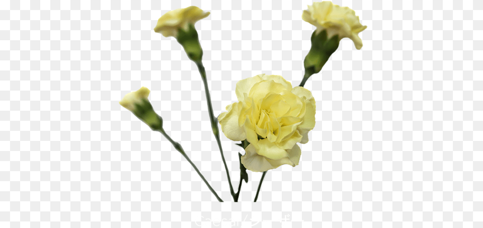 Mini Carn Caesar Yellow Carnations Flowers, Carnation, Flower, Plant, Rose Free Transparent Png