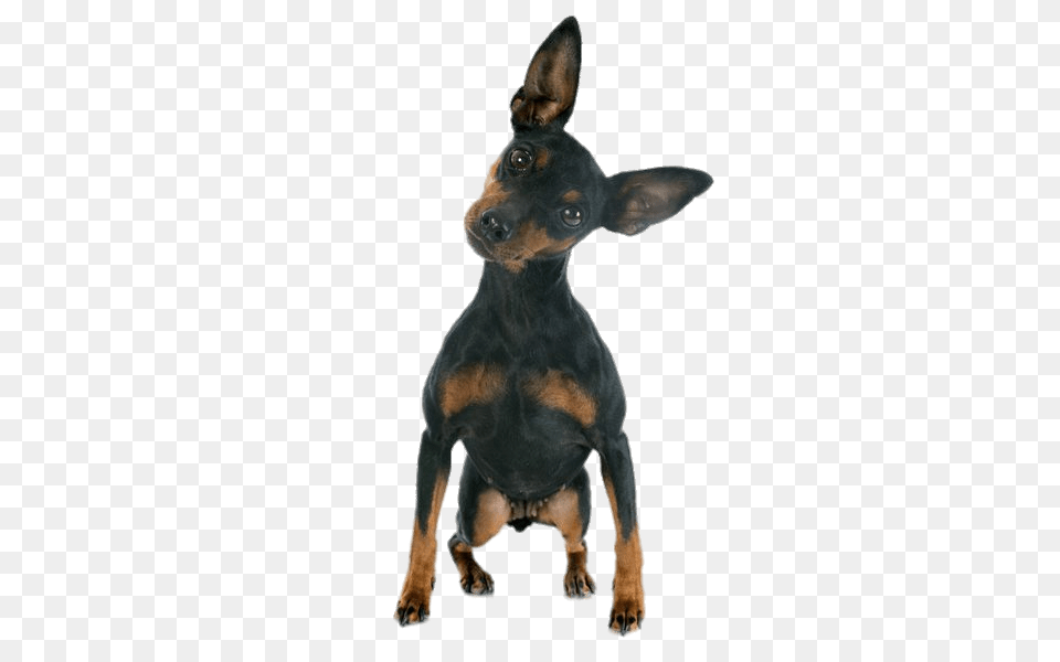 Mini Doberman Pinscher, Animal, Canine, Dog, Mammal Free Transparent Png