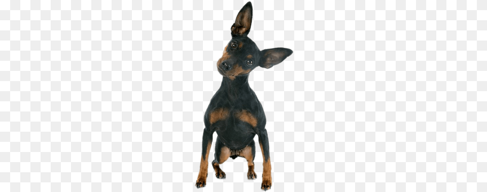 Mini Doberman Pinscher Miniature Pinscher Doberman Pinscher, Animal, Canine, Chihuahua, Dog Png