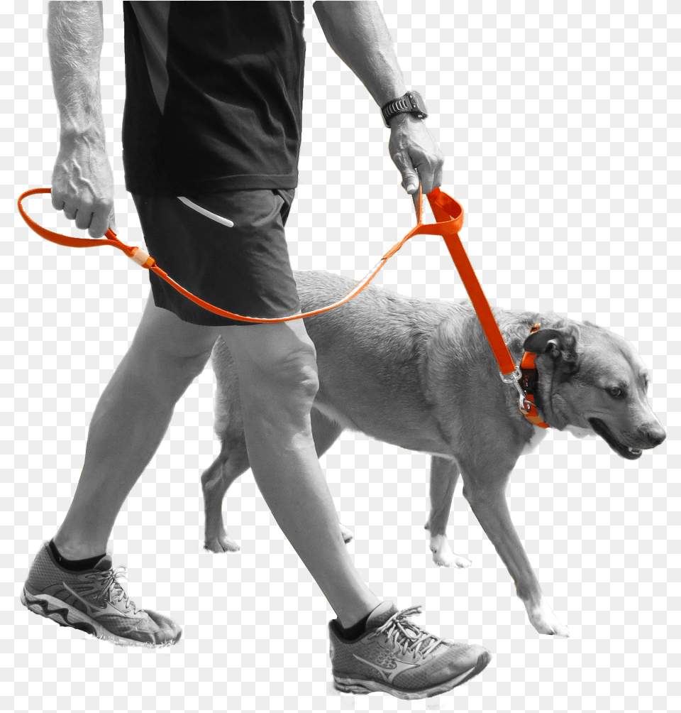 Mini Dog Led Dog Leash Dog Leash, Accessories, Shoe, Strap, Footwear Free Transparent Png