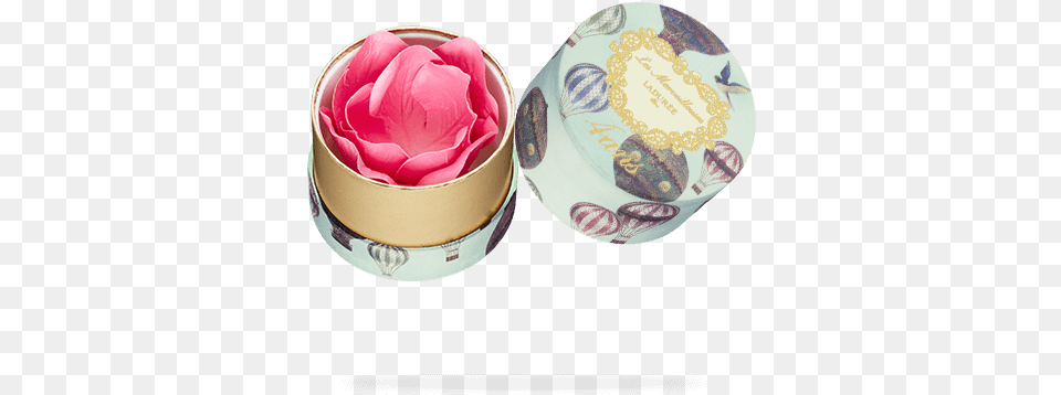 Mini Face Color Rose Laduree, Flower, Head, Person, Plant Png Image