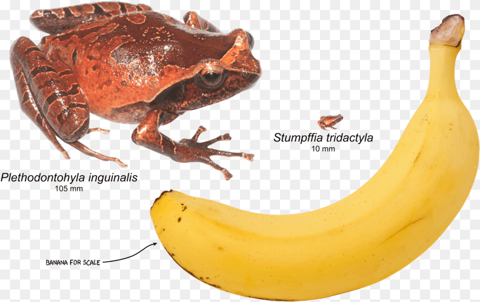 Mini Mum Frog, Banana, Food, Fruit, Plant Free Png Download