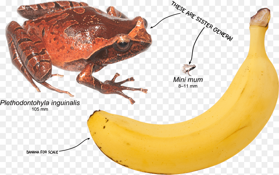 Mini Mum Frog, Fruit, Banana, Food, Produce Png