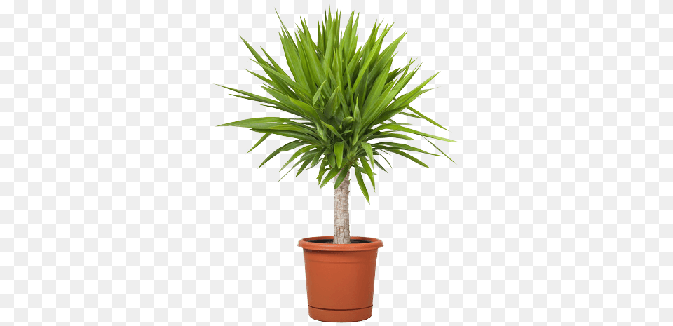 Mini Palm Light Compressor Outdoor Tall Potted Plants, Palm Tree, Plant, Tree Png Image