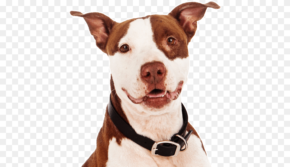 Mini Pitbull Brown And White, Animal, Canine, Dog, Mammal Free Png Download