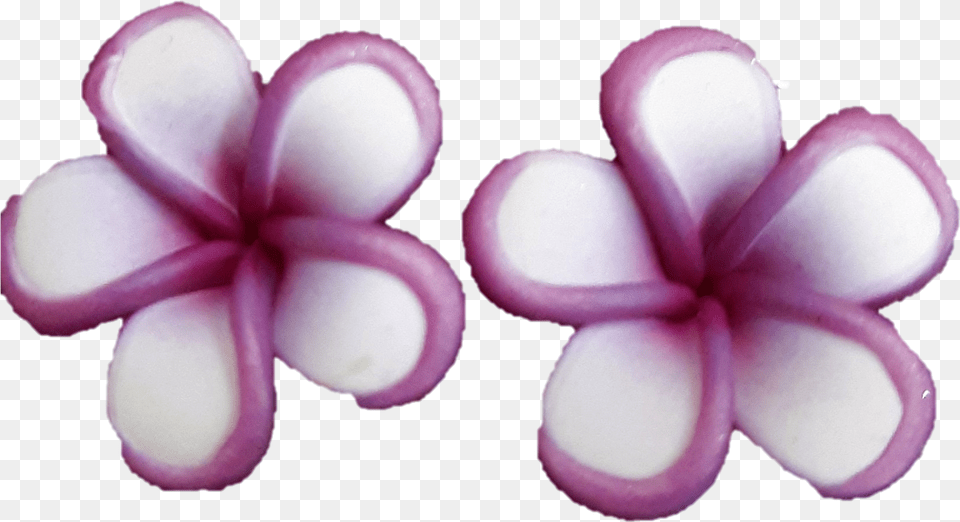 Mini Purple Rimmed Plumeria Earrings Frangipani, Flower, Petal, Plant, Geranium Png Image