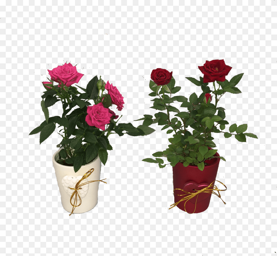 Mini Rose Mini Azalea In Red Pink Over Pots Micky S Mini Roses, Flower, Potted Plant, Plant, Flower Bouquet Free Png