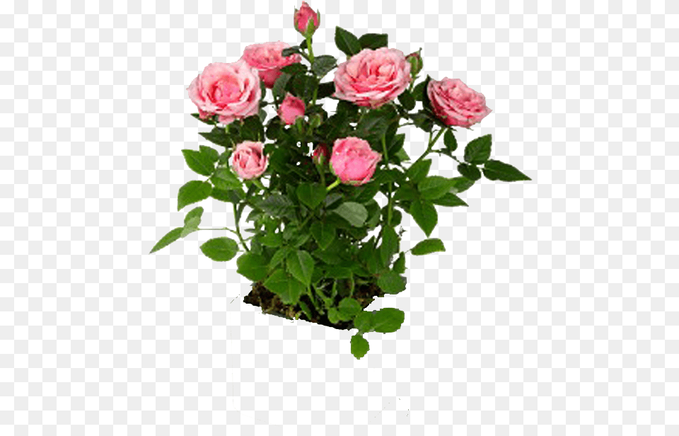 Mini Rose Plant, Flower, Potted Plant, Flower Arrangement, Flower Bouquet Png Image