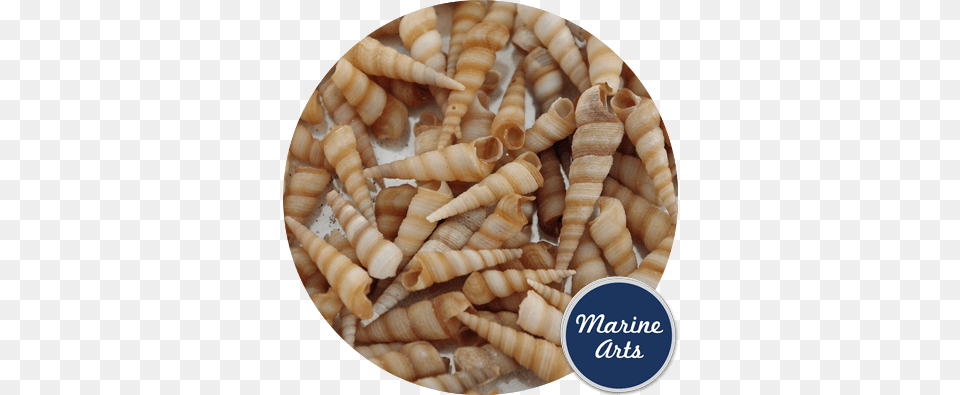 Mini Screw Shells Screw, Animal, Invertebrate, Sea Life, Seashell Free Png
