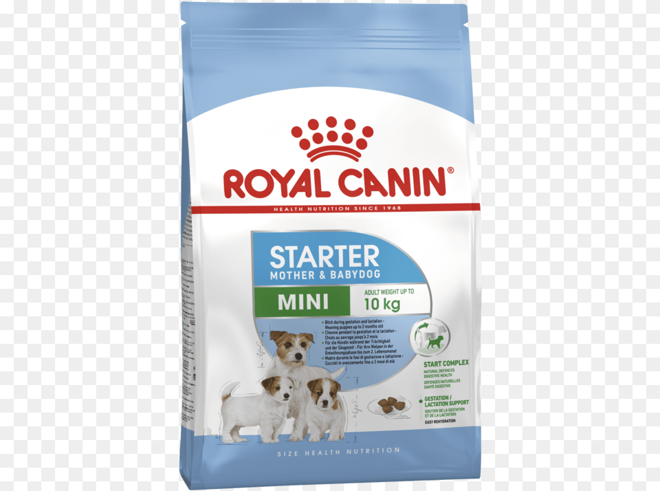 Mini Starter, Animal, Canine, Dog, Mammal Png