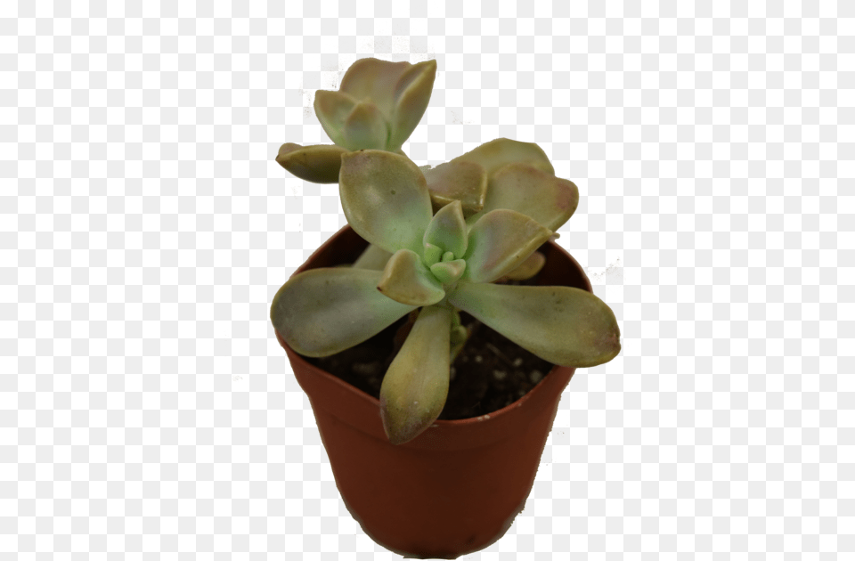 Mini Succulent, Plant, Potted Plant, Leaf, Jar Png Image