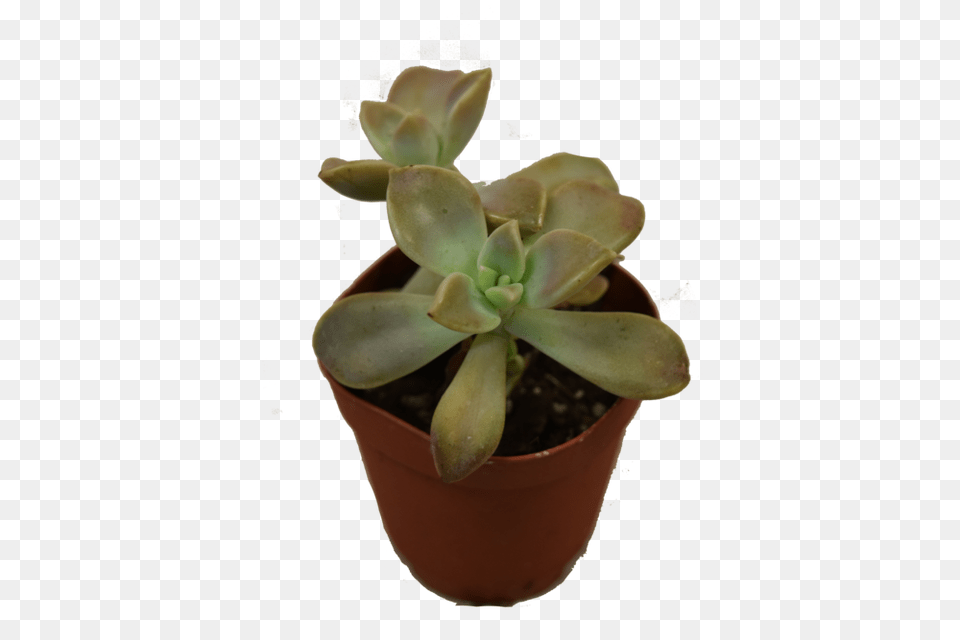 Mini Succulent Hillermann Nursery Florist Inc Washington Mo, Plant, Potted Plant, Jar, Planter Free Png