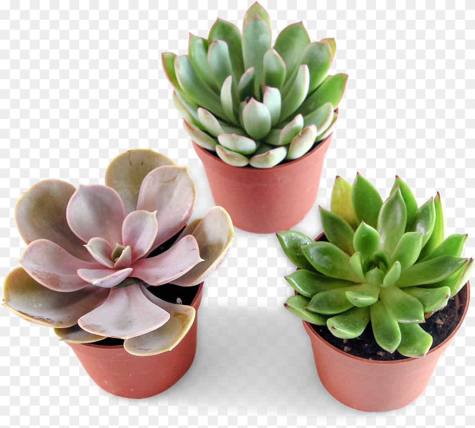 Mini Succulent Trio Flowerpot, Plant, Potted Plant, Jar, Planter Free Png Download