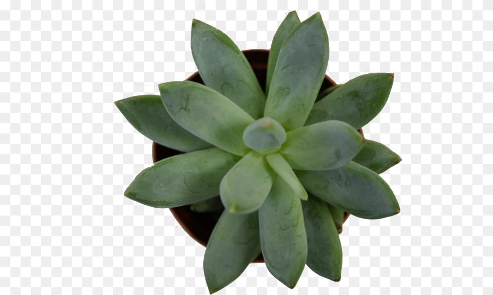 Mini Succulent3 Agave, Leaf, Plant, Potted Plant, Aloe Free Png