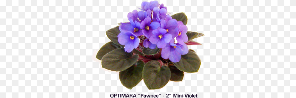 Miniature African Violets African Violets, Flower, Geranium, Plant, Purple Free Png Download