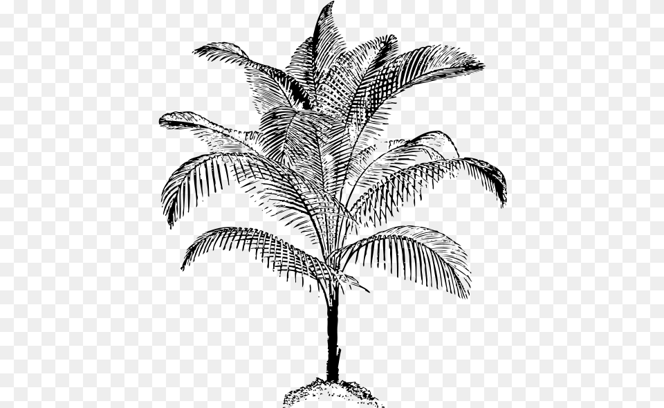 Miniature Coconut Palm Palm Vector, Gray Png Image