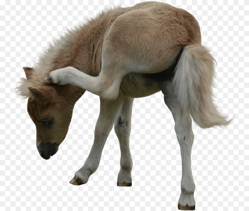 Miniature Horse White Background, Animal, Foal, Mammal, Colt Horse Png