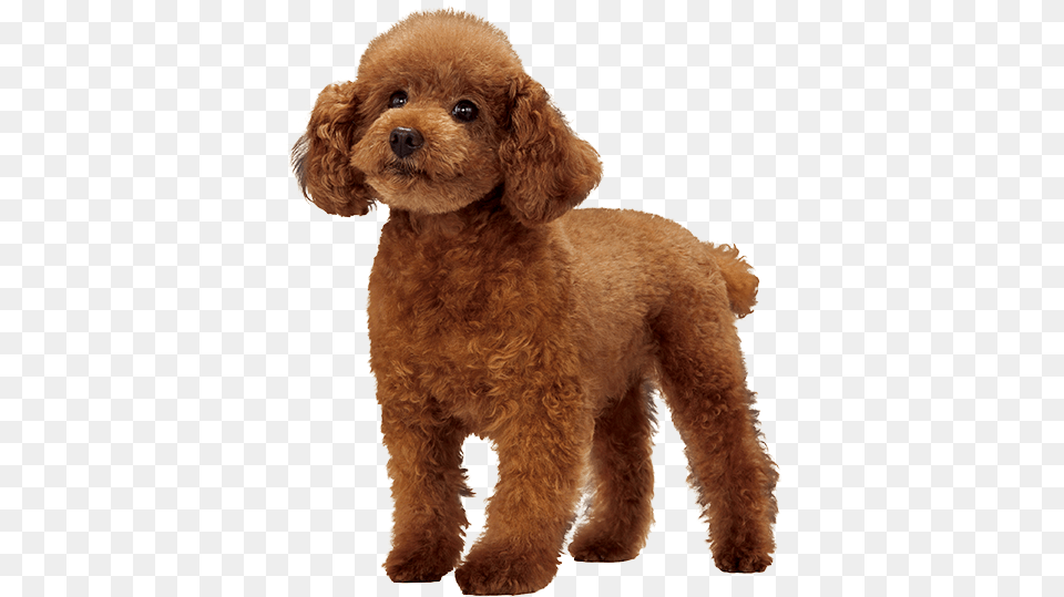 Miniature Poodle Poodle, Animal, Canine, Dog, Mammal Png Image